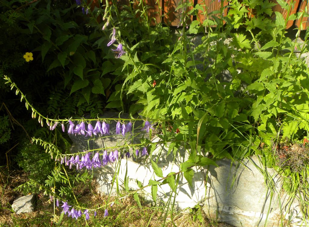 Campanula rapunculoides o latifolia?